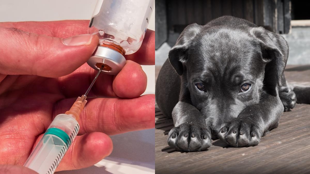 笑點很強!麻醉完汪汪不結紮 防疫所一句話飼主傻眼