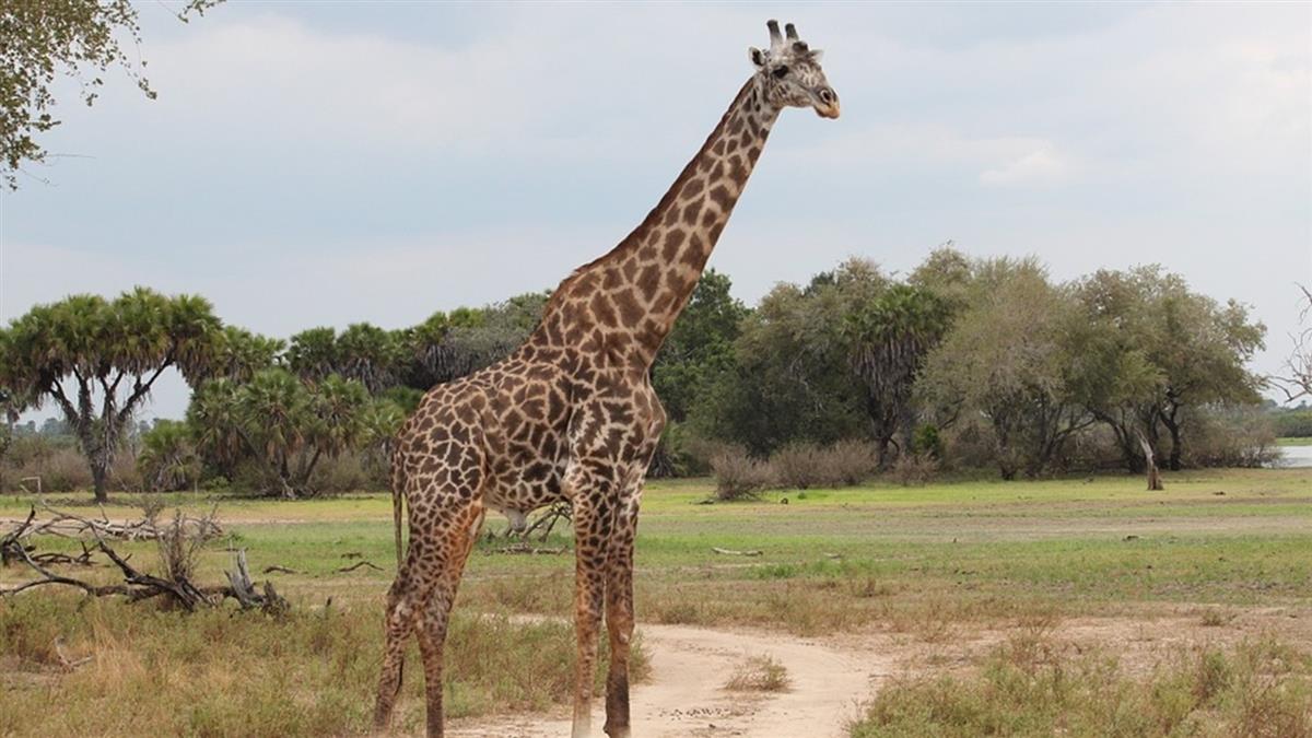 長頸鹿一腳踢死人！南非動物園工作人員無辜喪命