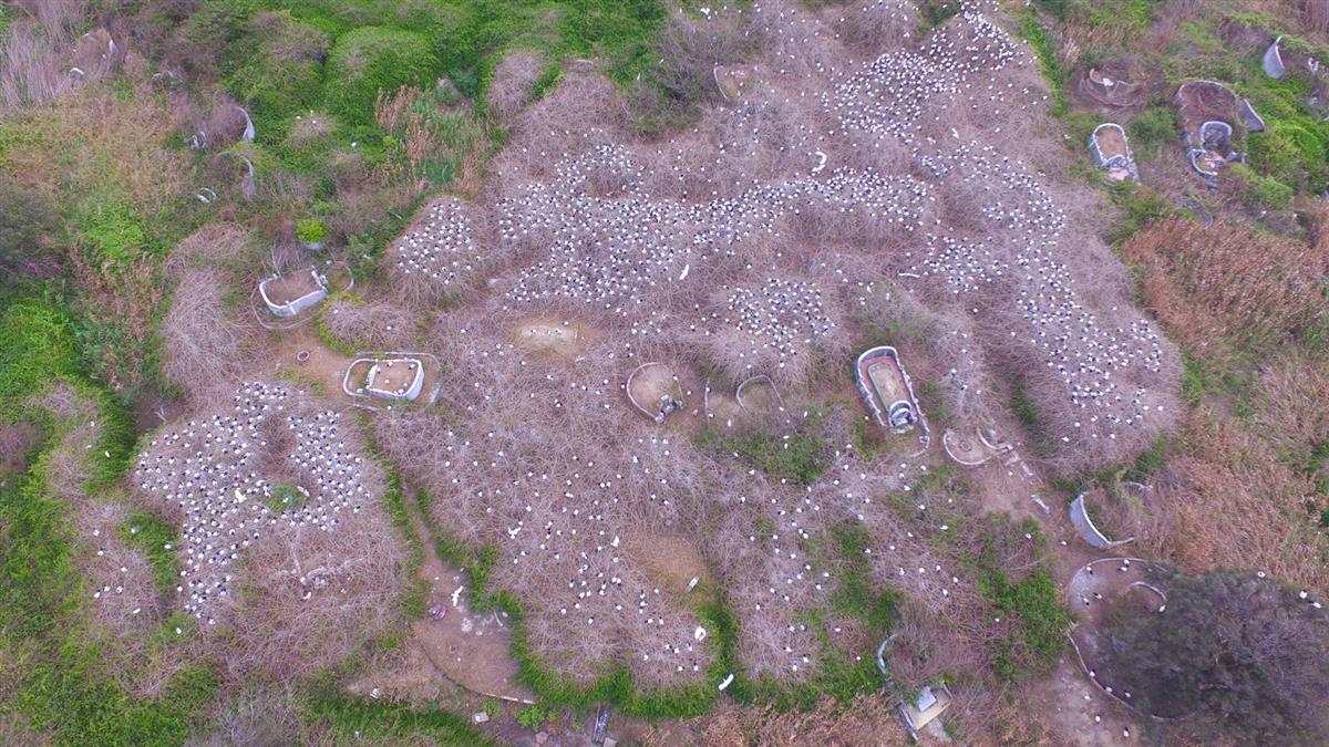 頭皮發麻!六福村引進6隻「巫婆鳥」…30年爆量恐破萬