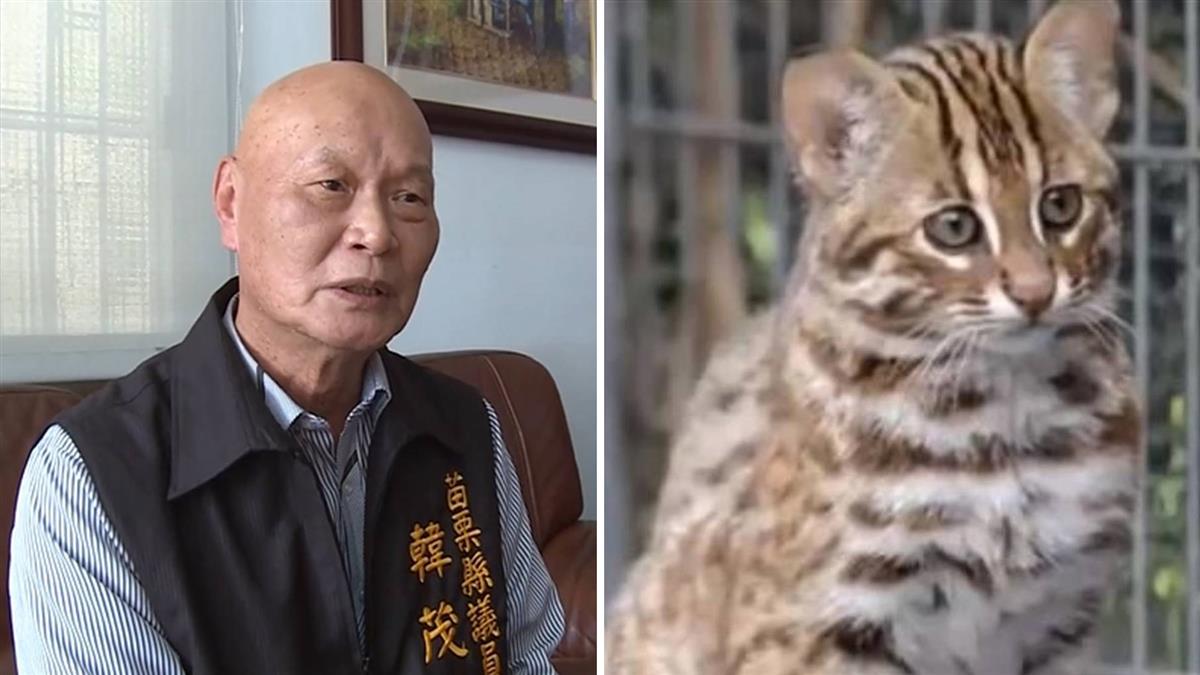 苗縣議員：石虎太多才會被撞死！挨譙急解釋