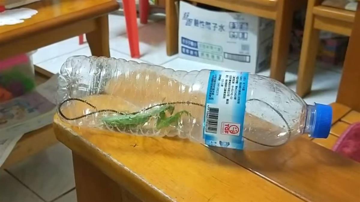 女兒抓螳螂 4倍長黑蟲爆出蠕動!網頭皮發麻