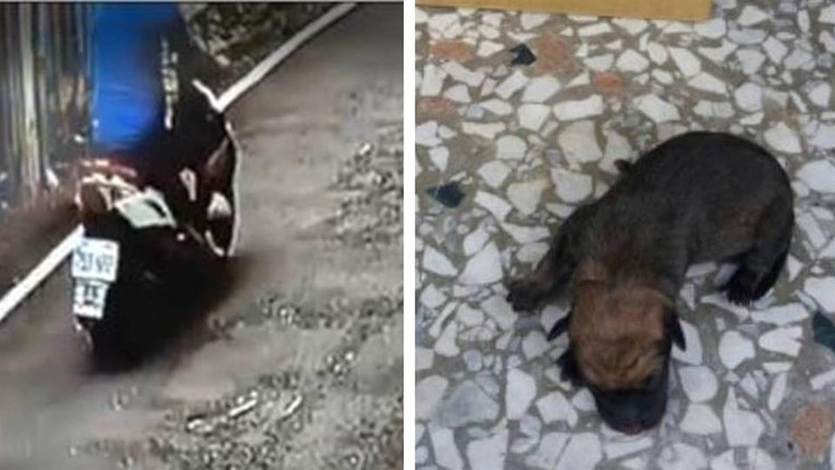 狠!男棄6隻初生狗狗 裝米袋打結拋入水溝