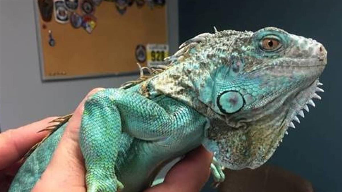 放大絕！點餐起糾紛 奧客怒向餐廳經理丟鬣蜥