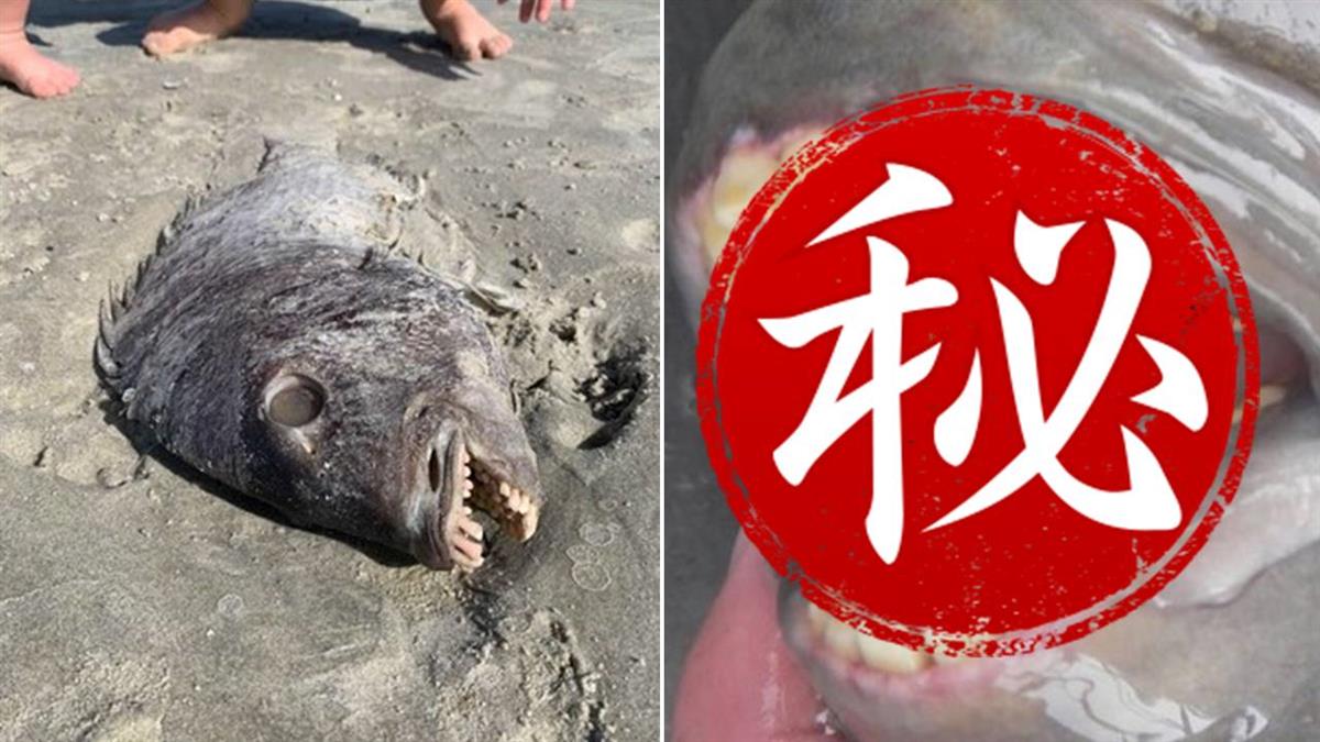 她沙灘散步驚見乾枯魚屍！嘴內滿口人類牙齒