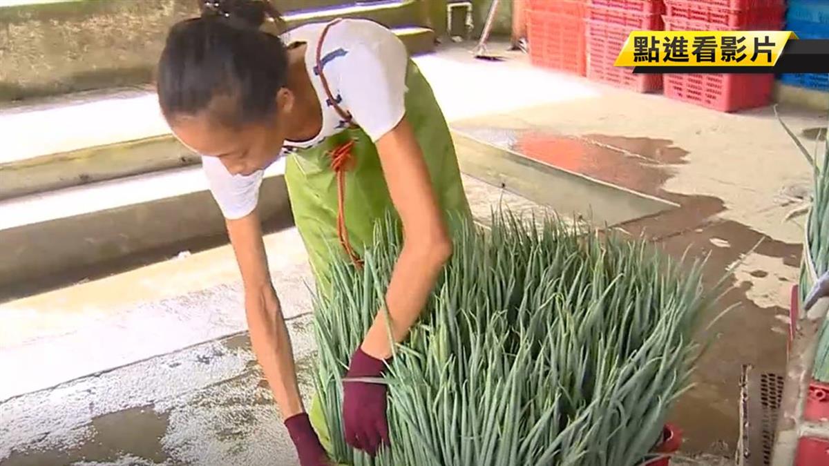 颱風前搶採收！三星蔥民清晨五點開採 包裝急售