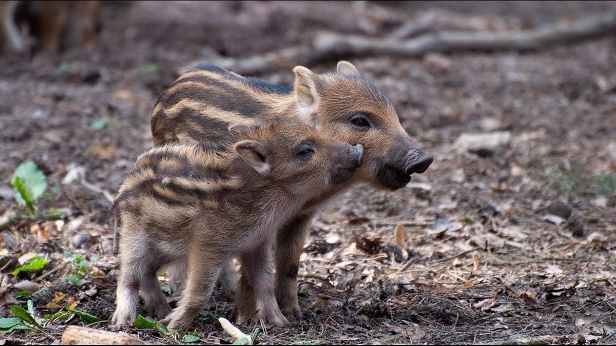 重慶逾百動物「異常死亡」！專家：被消毒「毒死的」