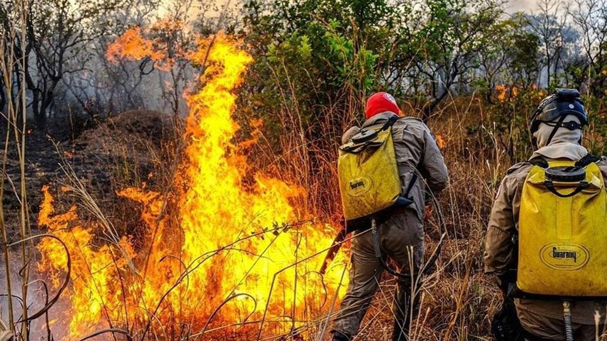 巴西中西部2萬多處大火 燒毀美洲虎棲息地