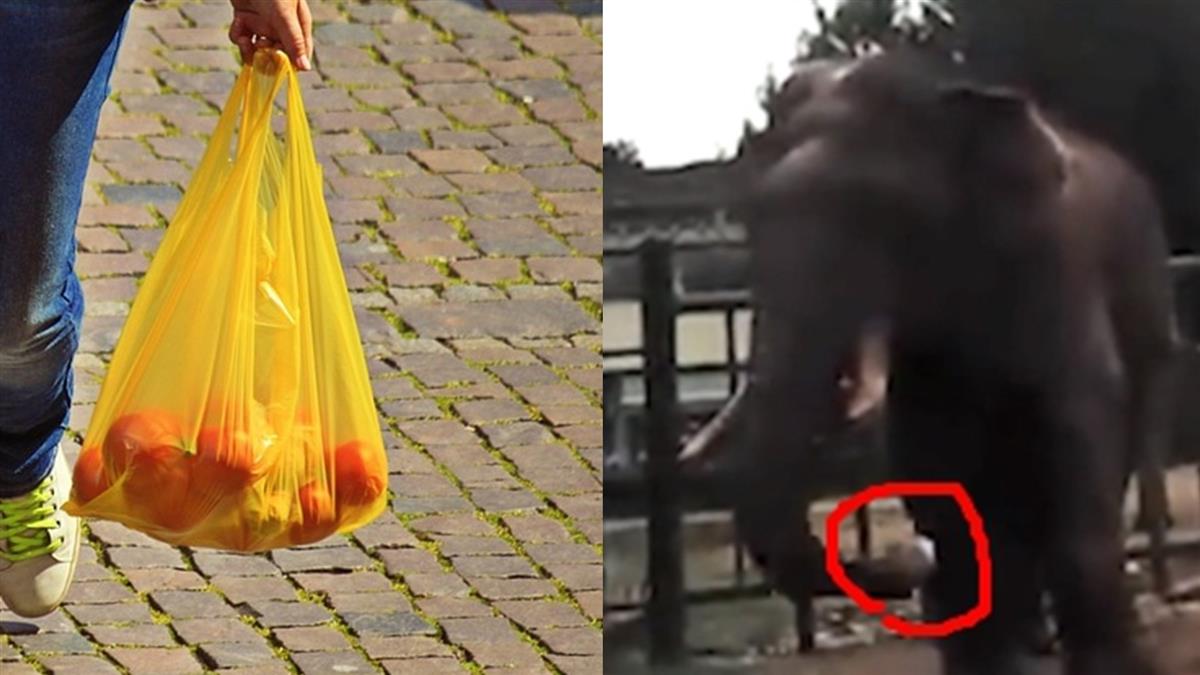 太離譜！遊客動物園偷丟「塑膠袋」餵大象 畫面曝網怒了