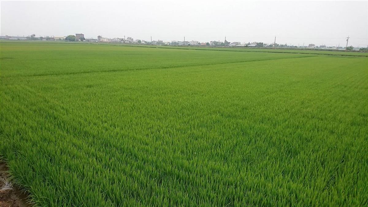 嘉南一期稻作是否停灌 農委會：11月底前決定