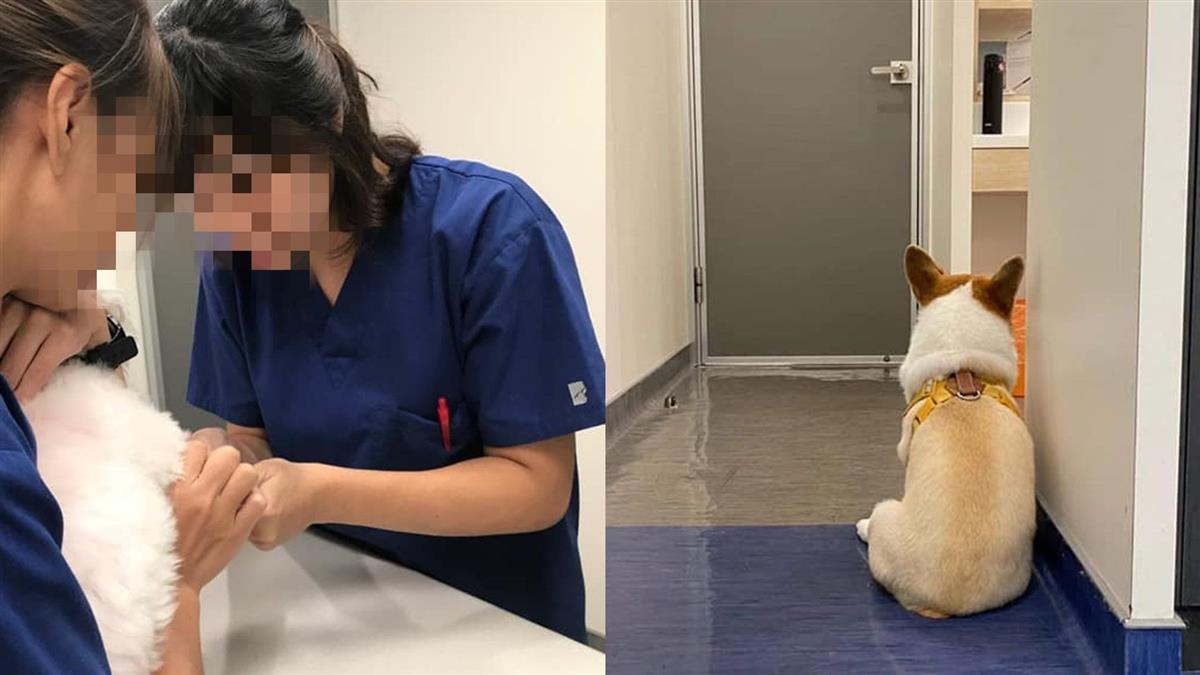 太魯閣號帶走暖心女獸醫 她貼愛犬背影:等不到妳回來