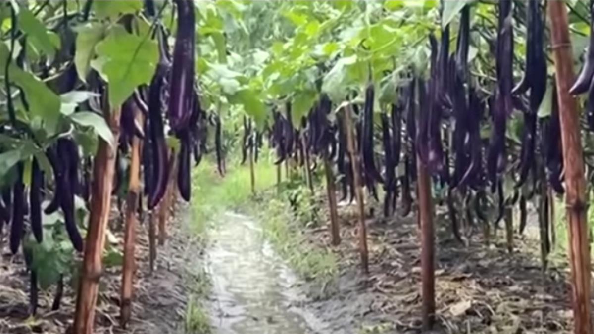 小琉球降近200毫米！ 鋒面雨勢大 屏東茄子農冒雨採收