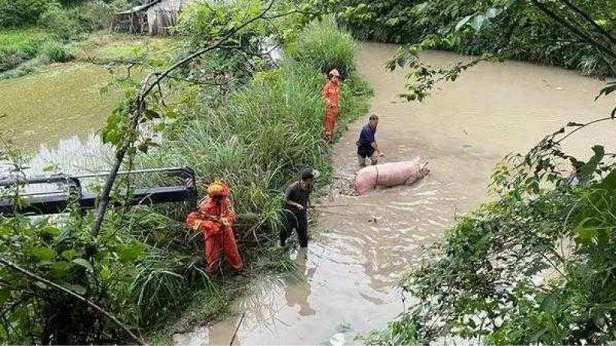 250KG大白豬跌進水塘 消防出動吊車緊急救援