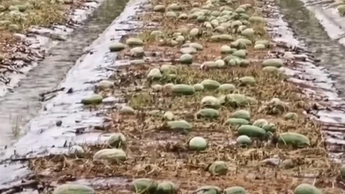 雨災農損逾2.1億 菜價連漲9天再創新高