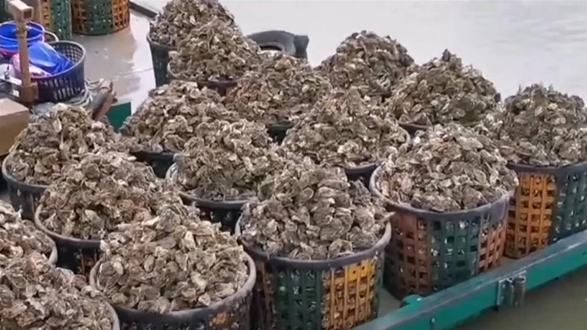 颱風將襲農漁業大動員 菜農搶收 蚵農忙出海採蚵