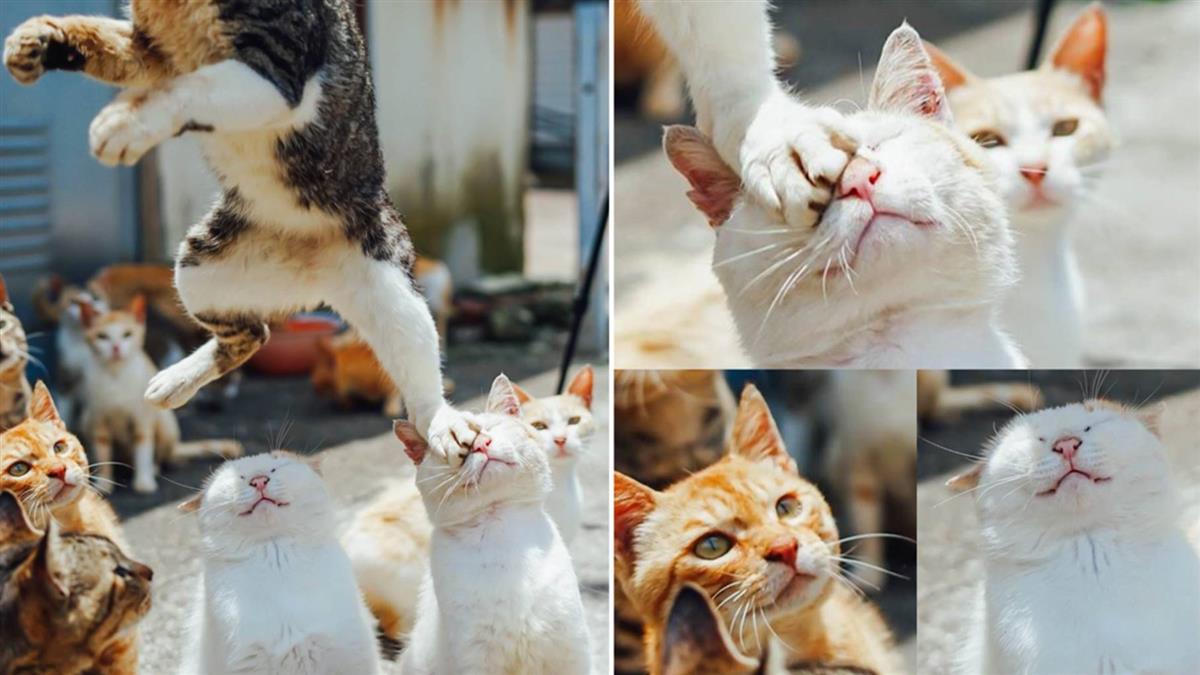街貓超有戲！捕捉精彩一瞬間 每隻表情都經典