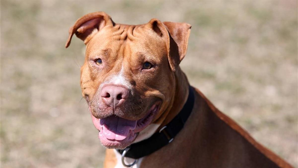 新竹男逗弄比特犬！突遭瘋狂撕咬 動脈噴血慘死
