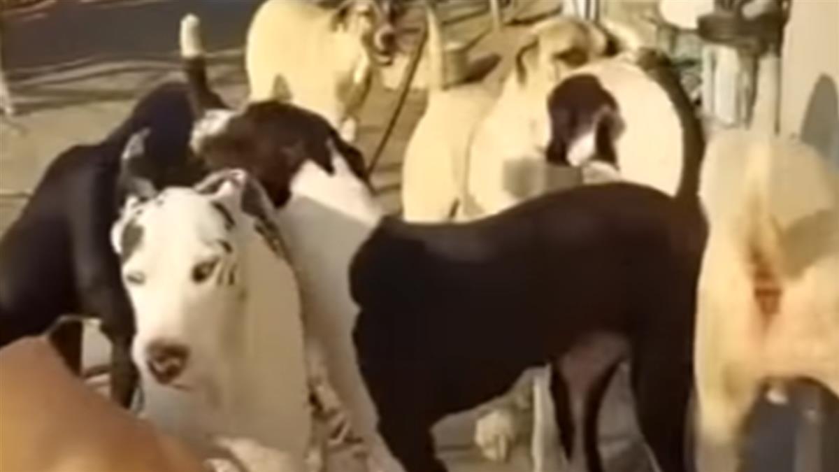 雞舍漏電電死鄰15隻名犬 雞農私接電判賠450萬