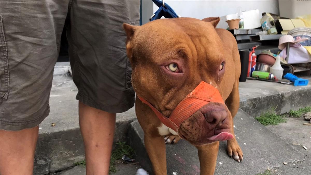 2歲女遭狗瘋狂撕咬！全身40處爆血 急送醫搶救