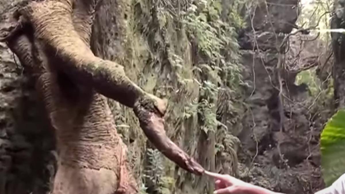 柴山新祕境！枯樹像外星人 山友熱情手被握斷了