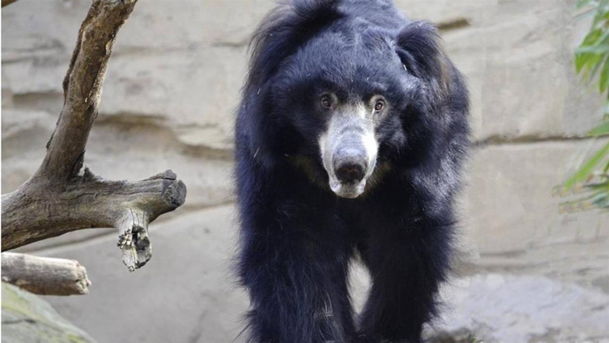 拜佛遇熊！夫妻遭「啃咬5小時」 目擊者嚇傻：遺體剩一半