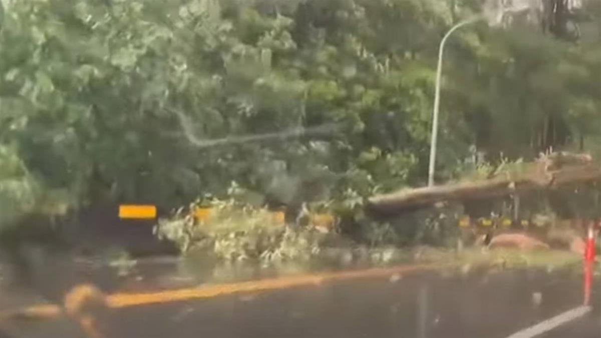 午後大雨 南投151線10米高大樹 倒塌跨車道