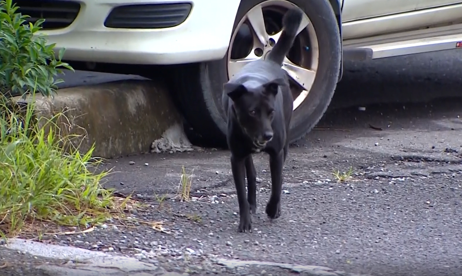 ▼調閱監視器後發現兇手是隻野狗,讓車主十分無奈。(圖/東森新聞)