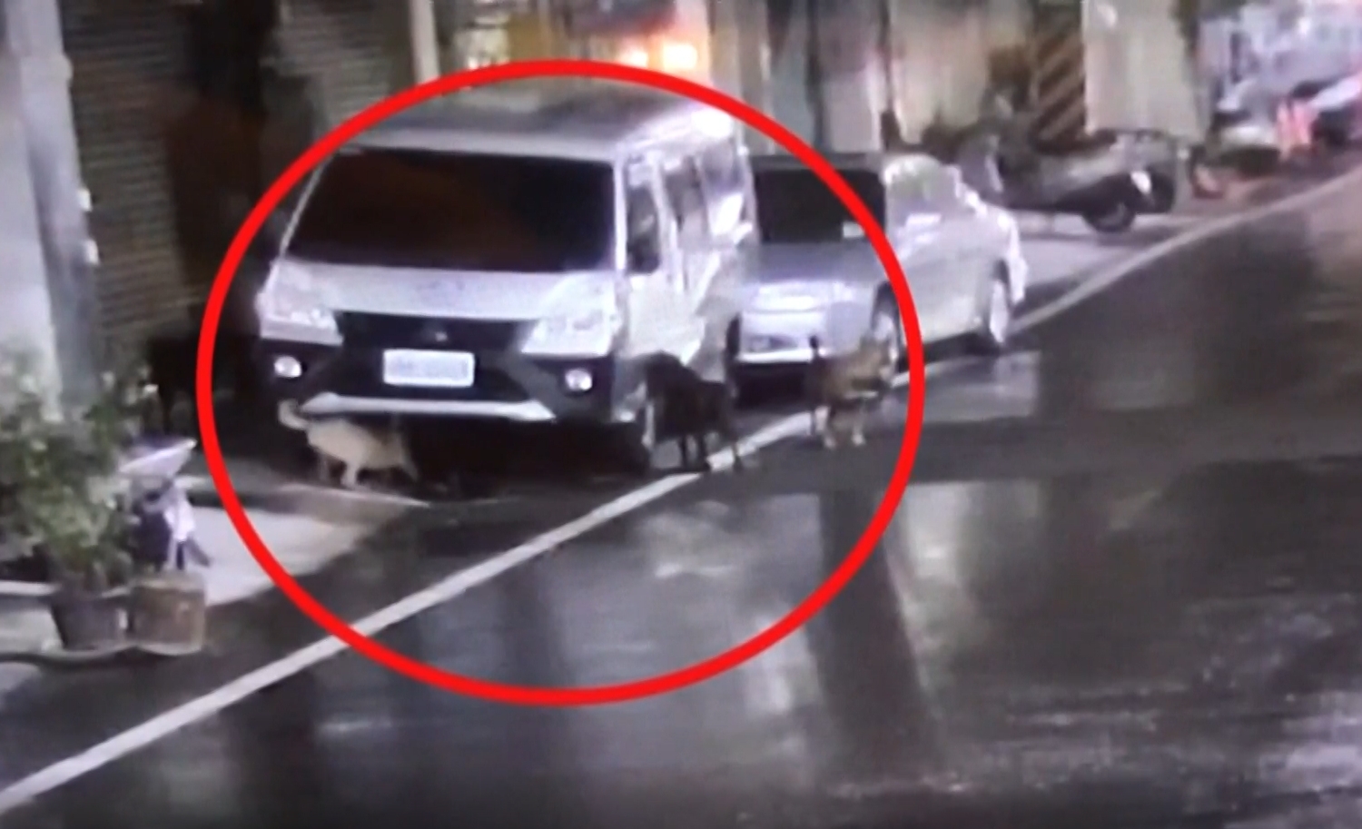 ▼過去也曾發生不少類似情況,今年也有一起廂型車底盤遭5隻狗破壞的慘案。(圖/東森新聞)