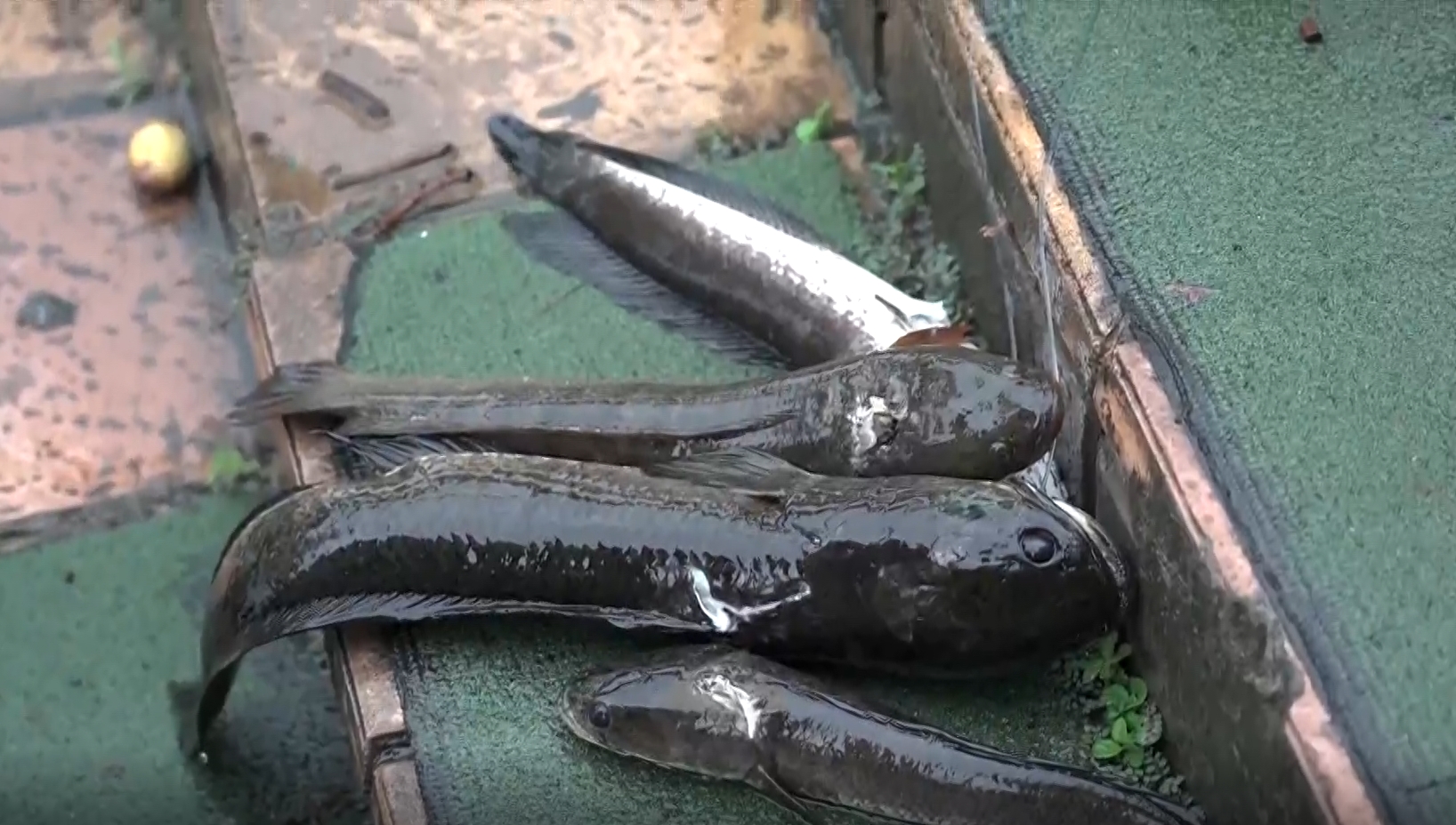 ▼台東活水湖近期出現攻擊性極強的外來種泰國鱧。（圖／東森新聞）