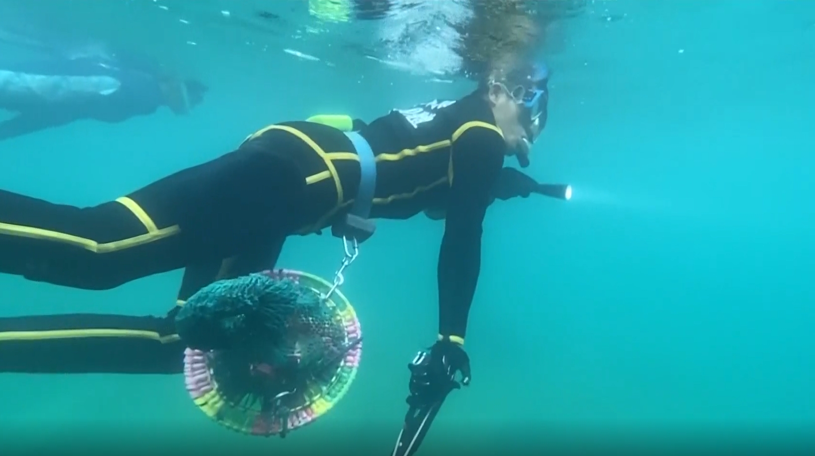 ▼多名潛水員下水尋找泰國鱧，避免牠們繼續繁殖。（圖／東森新聞）