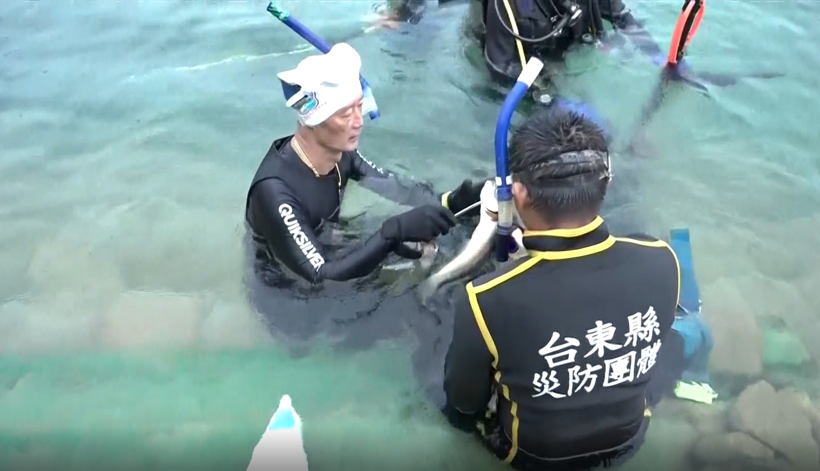 ▼泰國鱧性格兇猛，現在恰逢繁殖期攻擊性更提升。（圖／東森新聞）