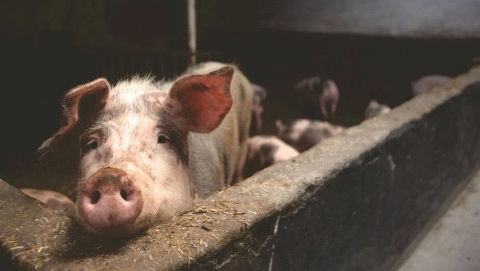 ▼該女連豬肉（非當事豬）都秤斤還給前夫。（示意圖／Pexels）