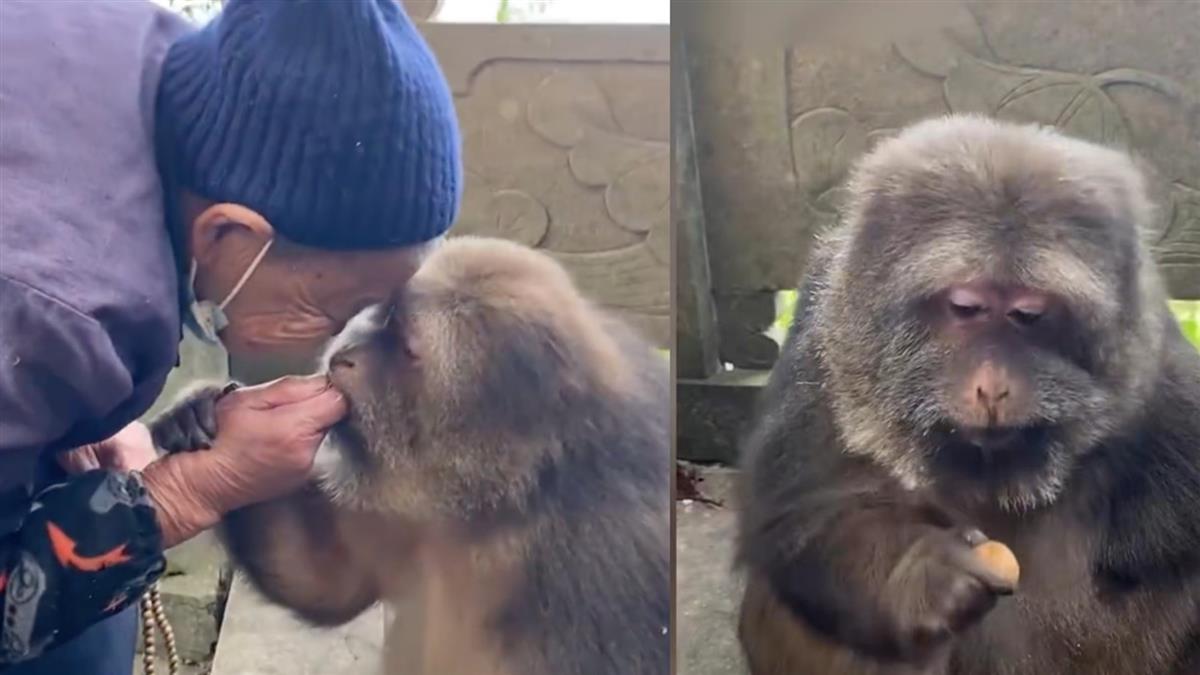 斷臂猴蹭飯比丘尼逾10年 端坐進食成「彌勒猴」暴紅
