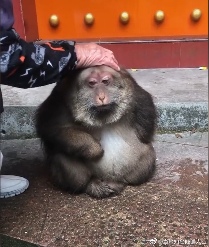 ▼獨臂猴長得慈眉善，牠連續10年都到同間寺廟蹭飯。（圖／翻攝當地知名晚睡人士微博）