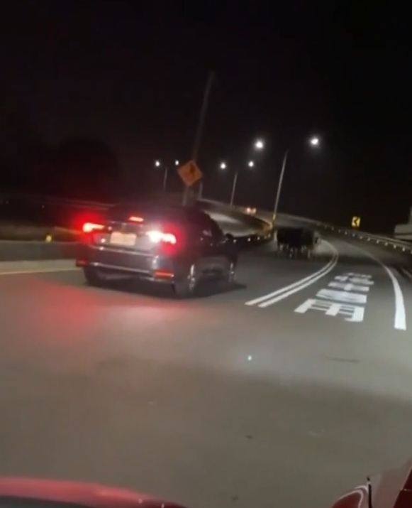 ▼前方駕駛看到牛群後不斷倒退。（圖／東森新聞）