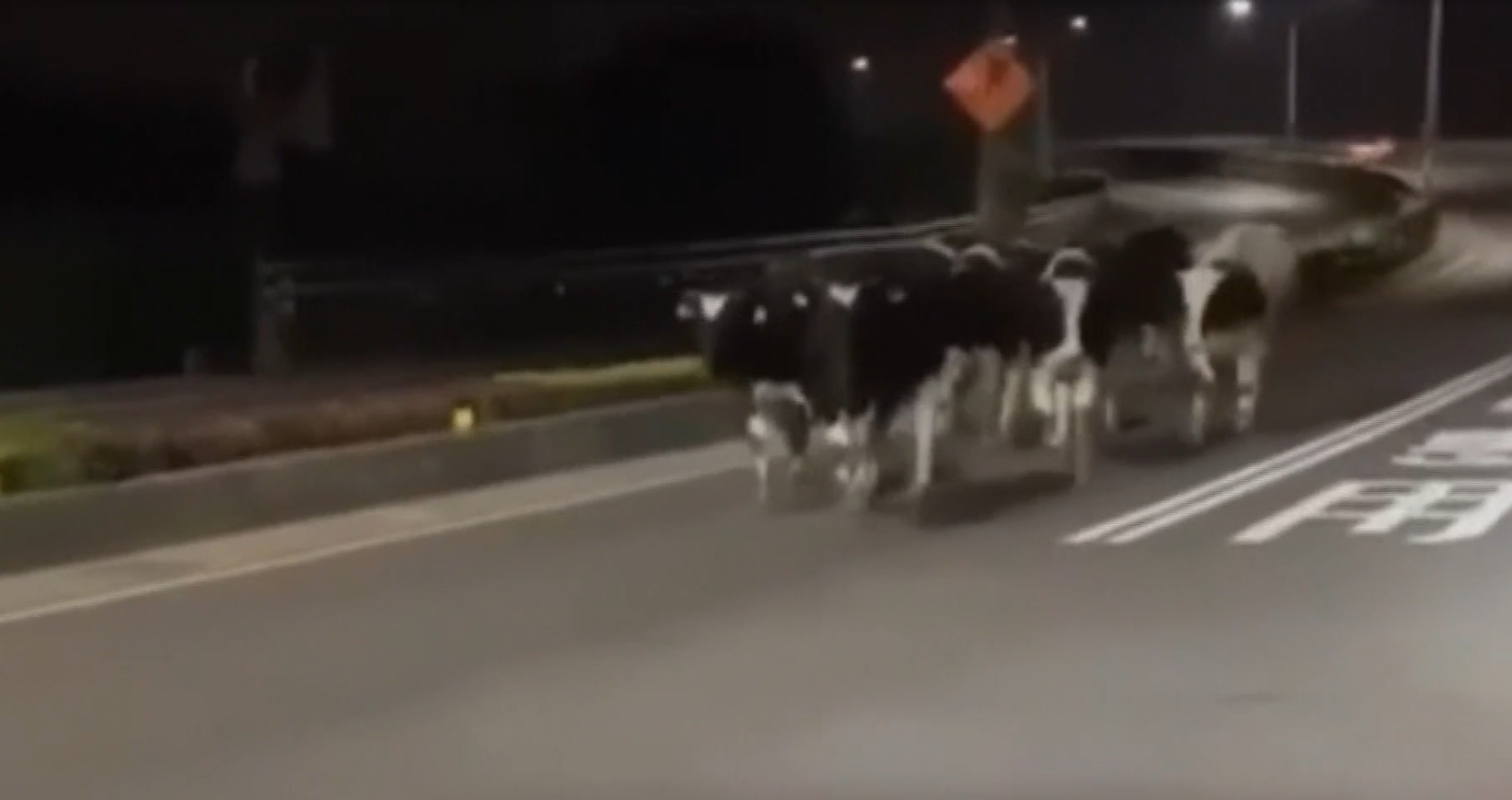 ▼這群乳牛從三德牧場撬開鎖，跑出門散步。（圖／東森新聞）