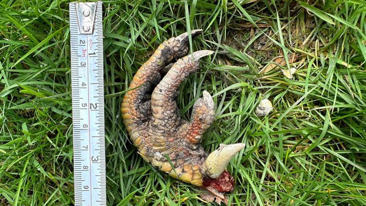 花園散步驚見「迅猛龍斷爪」專家驚嚇：是未確認生物