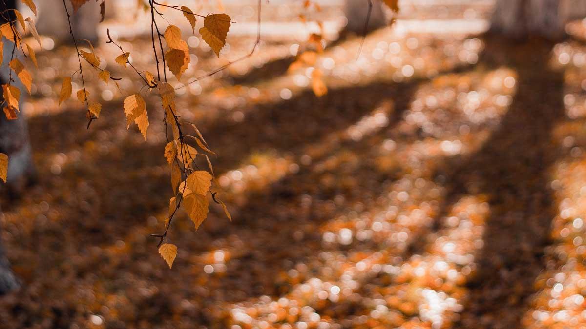 今天立秋！6生肖運勢超旺 發財就看這一波