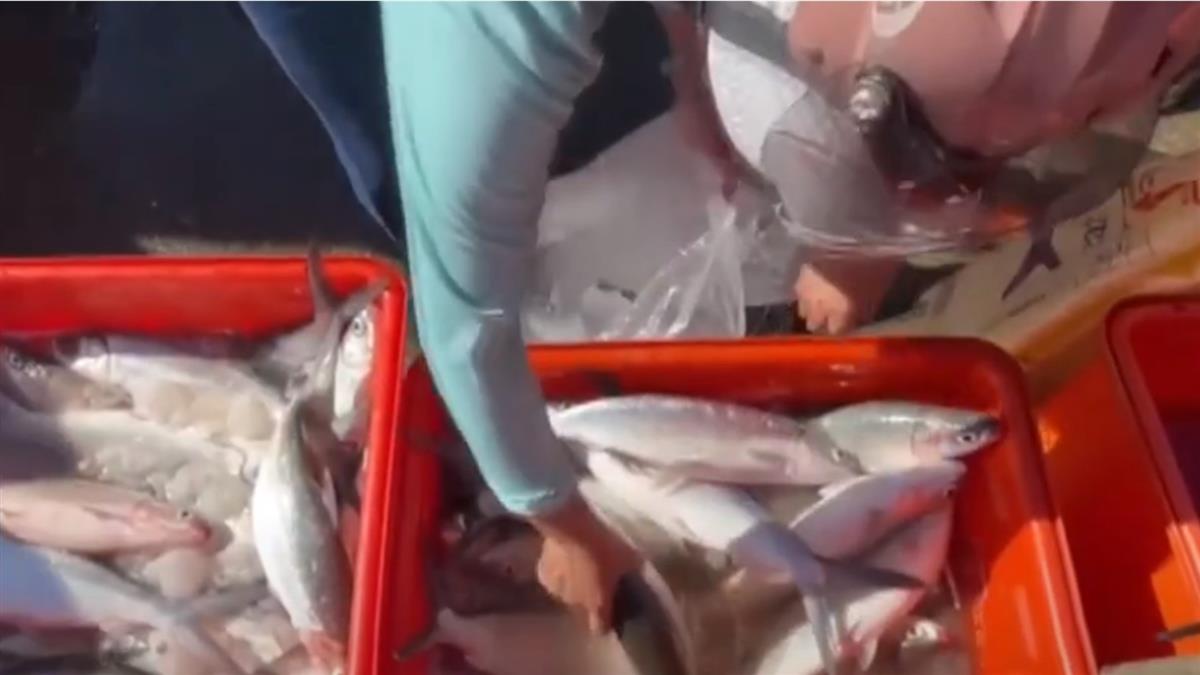 烏金季來了！彰化伸港首波養殖烏魚「5千尾」報到