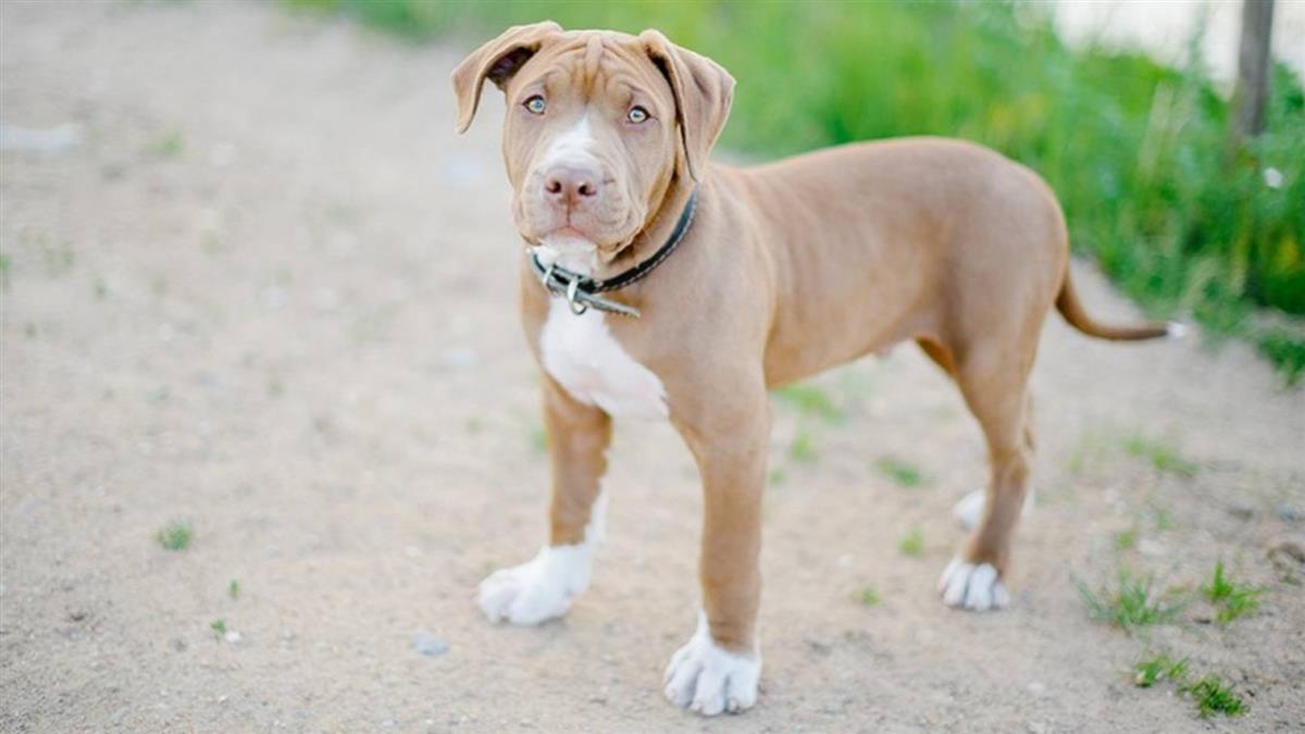 婦遭7隻比特犬圍攻！臉重傷5日後亡 警下令狗安樂死