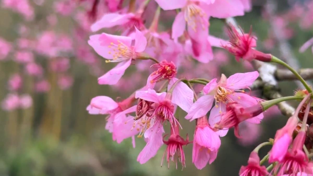 等不及！阿里山花季將開跑 遊客搶先上山賞櫻