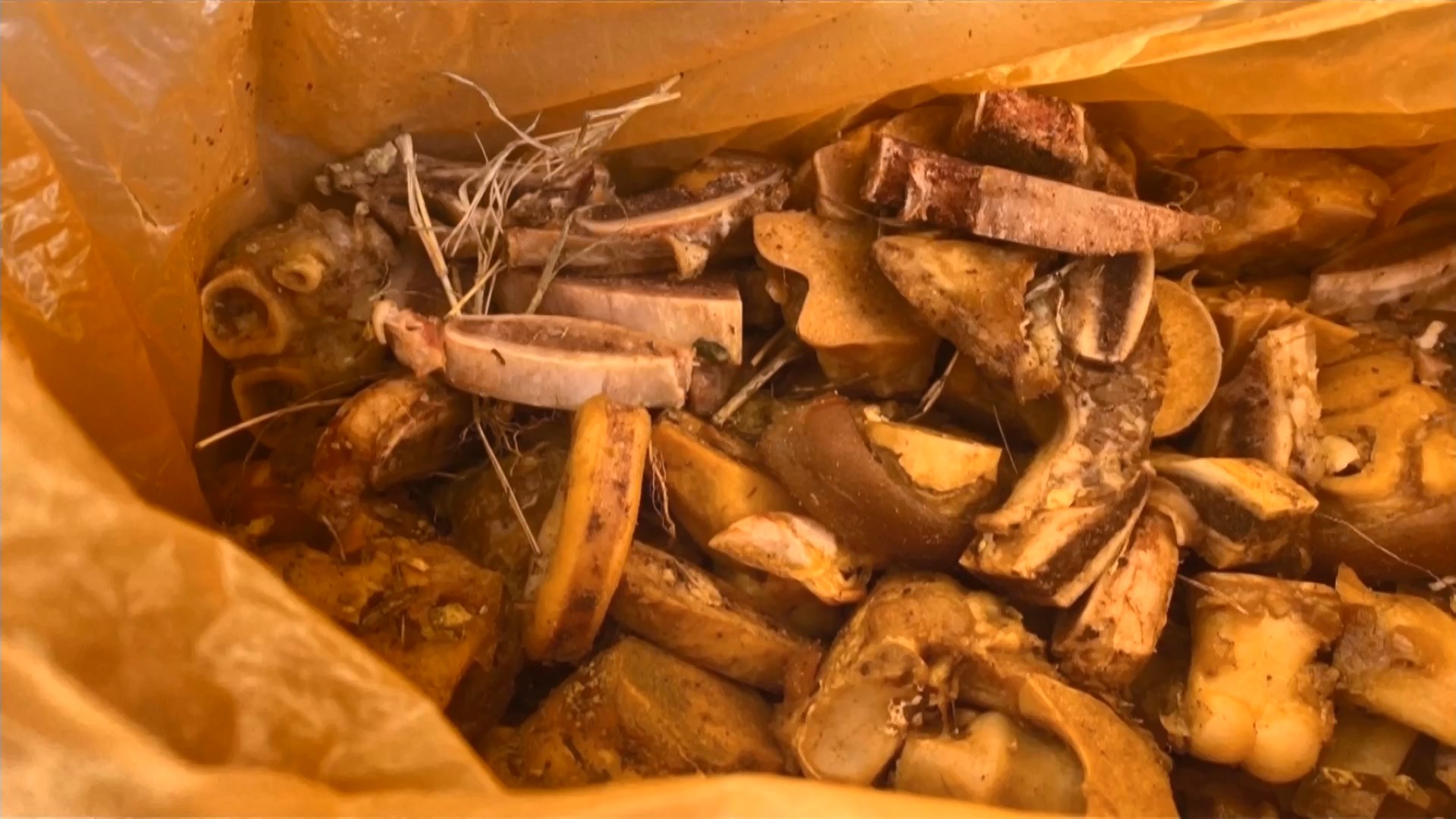 ▼另外也有人，刻意把整箱豬骨放在田中間（圖／東森新聞）