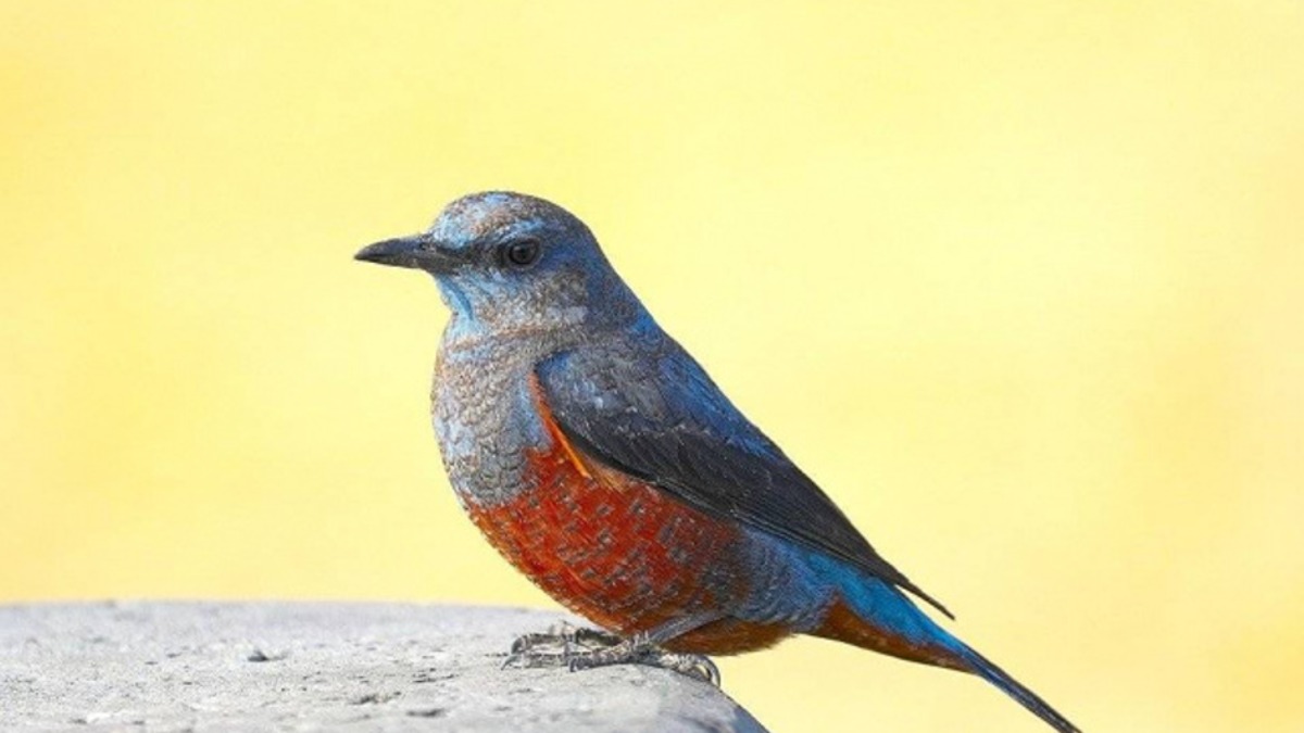 命理生肖專家曼樺老師分析，7月7日至7月13日十二生肖的運勢。（示意圖／pixabay／CTWANT）