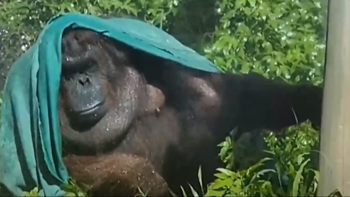 高雄壽山動物園為了替動物們消暑，特別為牠們準備椰子冰，不時灑水幫牠們沖涼降溫。（圖／東森新聞）