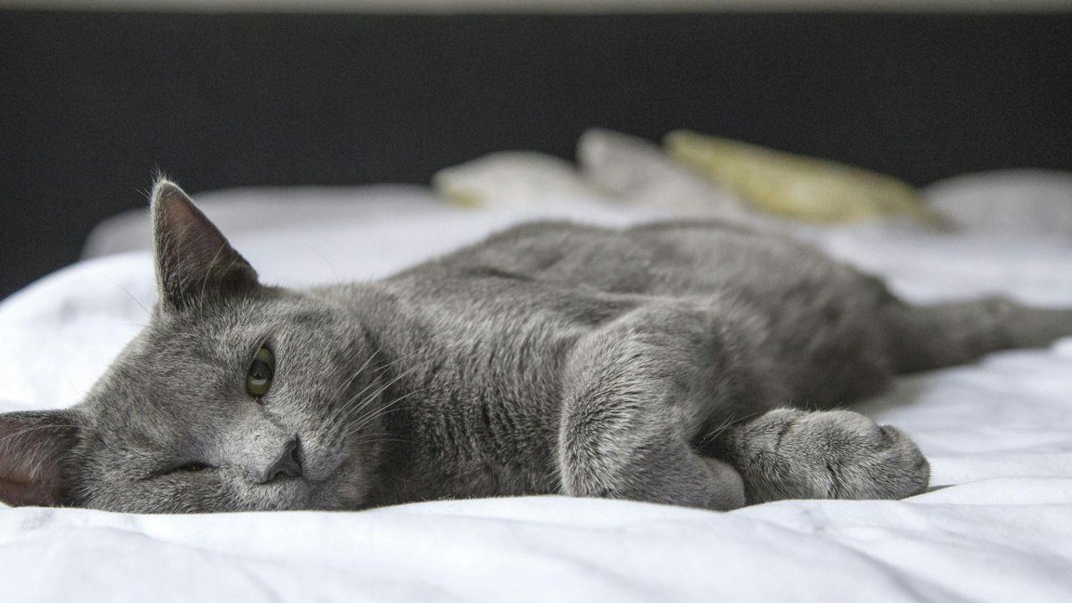 農業部修正法案，明年8/1起家貓也需進行寵物登記，違者最高可罰1.5萬元。（示意圖／Pexels）