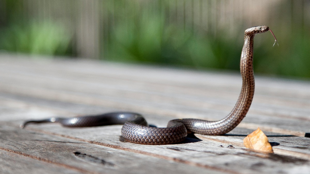 印度一名男子將眼鏡蛇放入口中，最後慘遭咬死。（示意圖／Pexels）