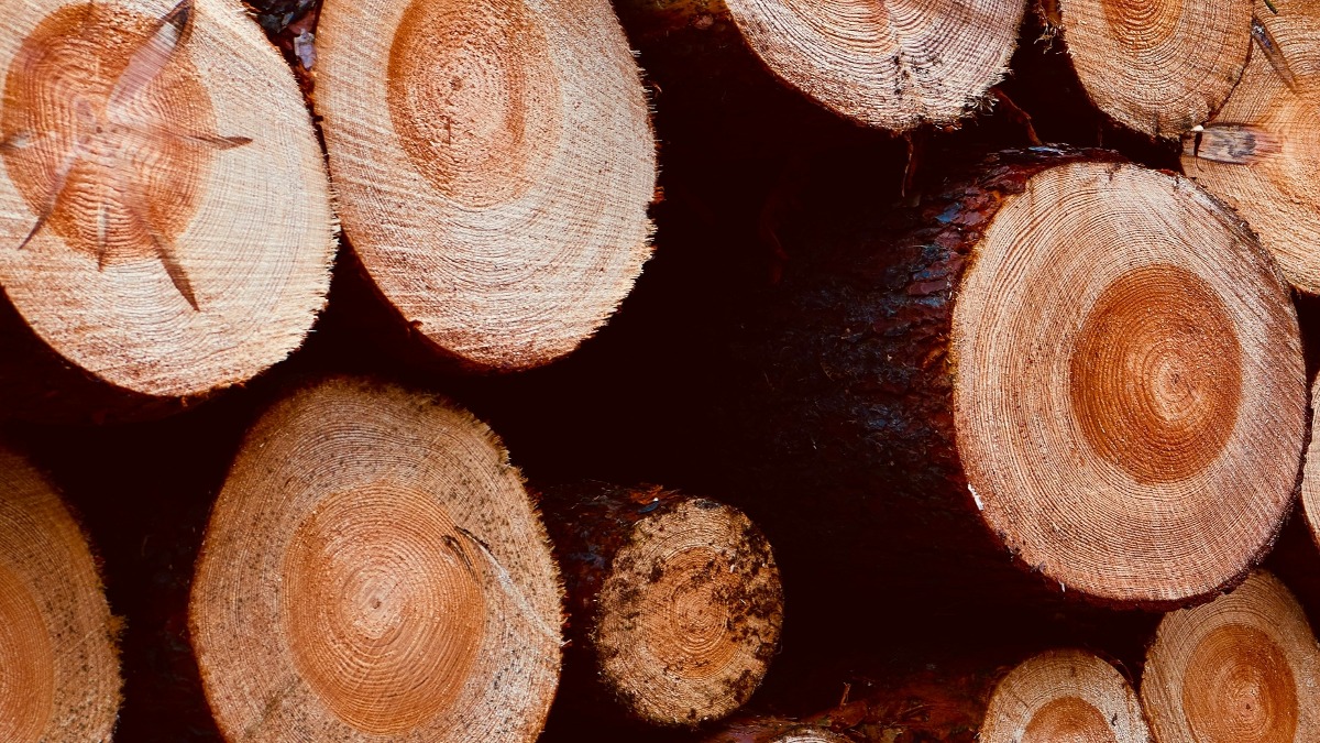 一名剛就職的伐木工歐尼爾（John O’Neill），於開工第一天就不慎捲入碎木機。（示意圖／Unsplash）