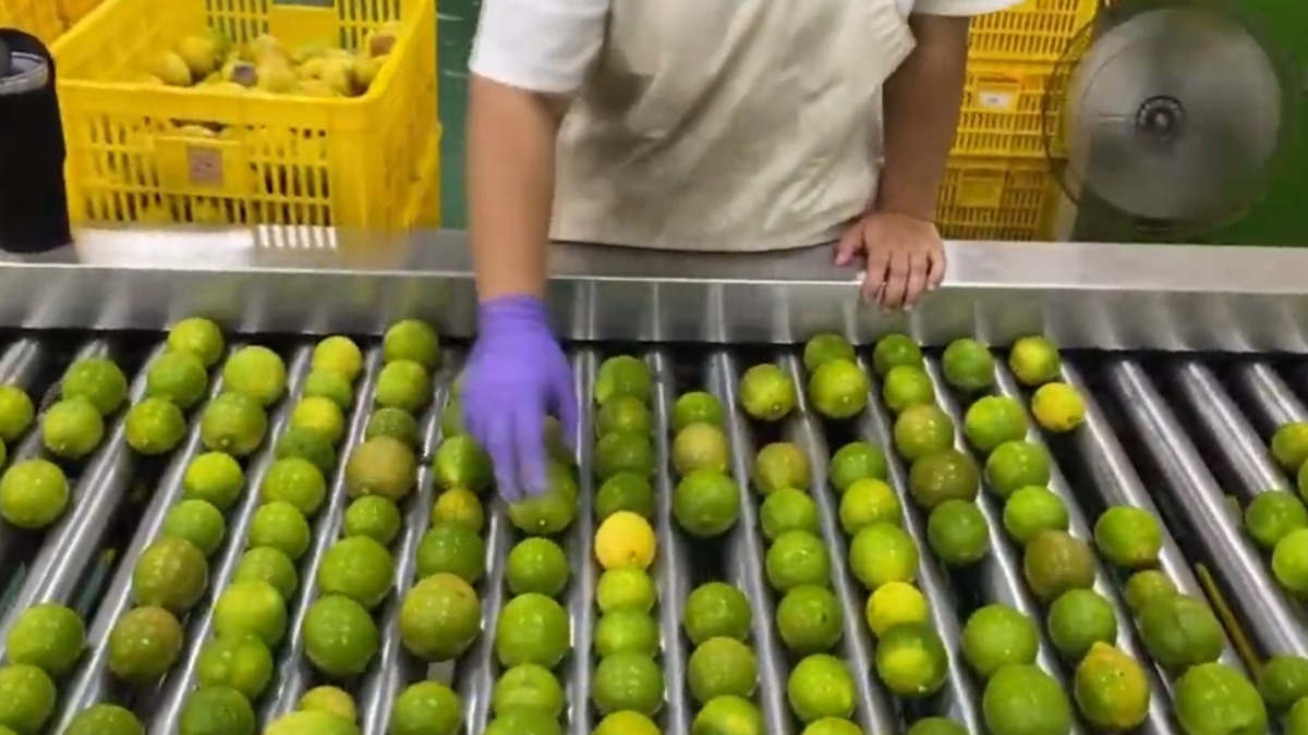 水果造型「檬檬」的 酸甜滋味暢快一「夏」