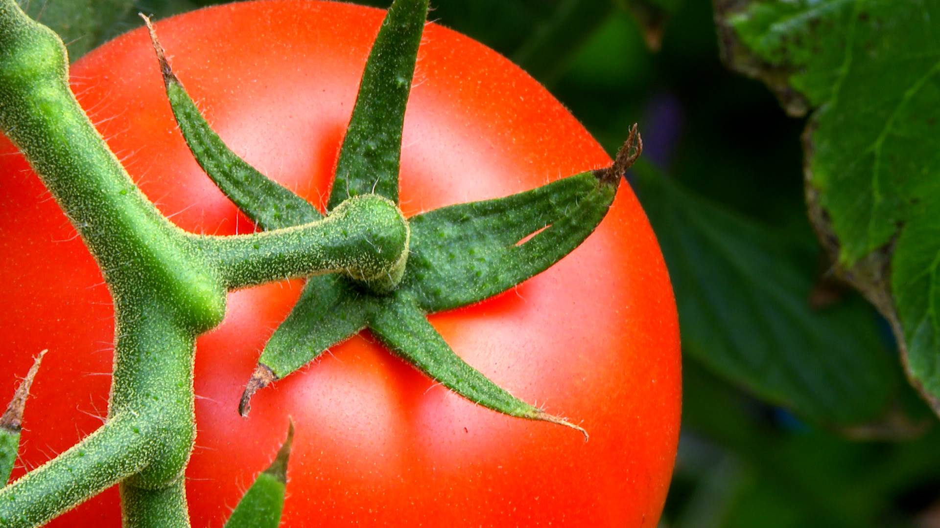 全聯牛心番茄屬金旺品種，果實圓潤略扁，果肉紮實，硬度高。