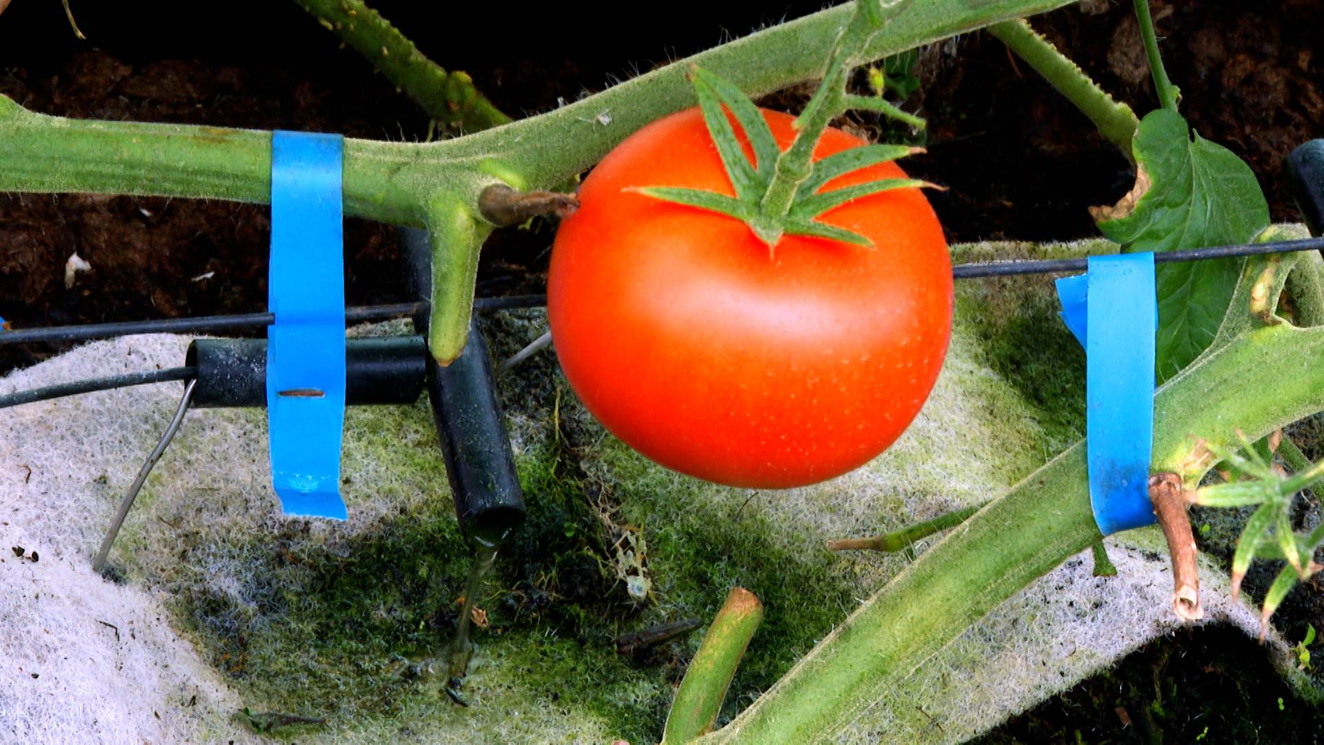 種植牛心番茄運用科技導入溫室栽培及離地養液等技術。