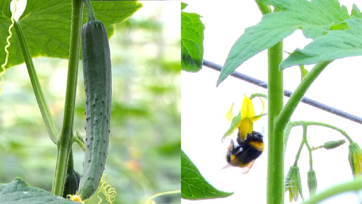 採用熊蜂自然授粉並與小黃瓜輪種，維持健康天然的生長環境。